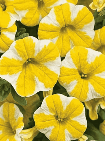 Калибрахоа Cabaret lemon