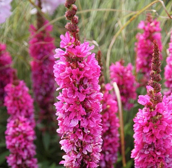 Дербенник иволистный Роберт