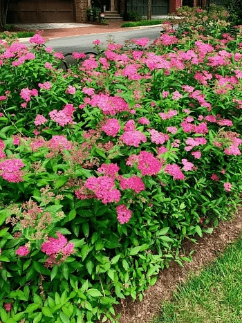 Спирея японская Neon Flash