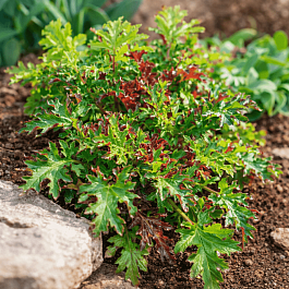 Гейхера Sashay