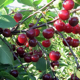 Вишня степная Щедрая