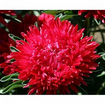 Астра Гала Скарлет