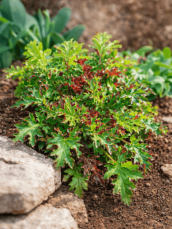 Гейхера Sashay