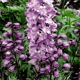 Дельфиниум  культурный M. F. Deep Rose  White Bee