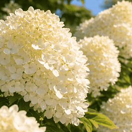 Гортензия метельчатая Selection