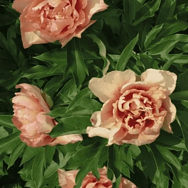 Пион ИТО Callies Memory