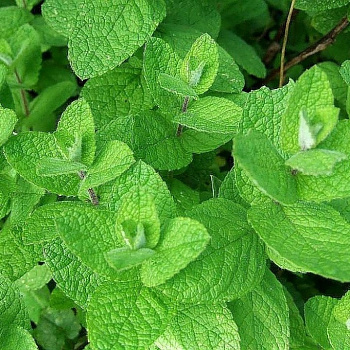 Мята Альмира