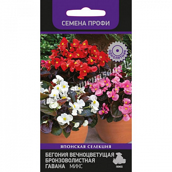 Бегония вечноцветущая бронзоволистная Гавана Микс
