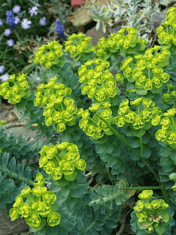 Молочай Миртолистный