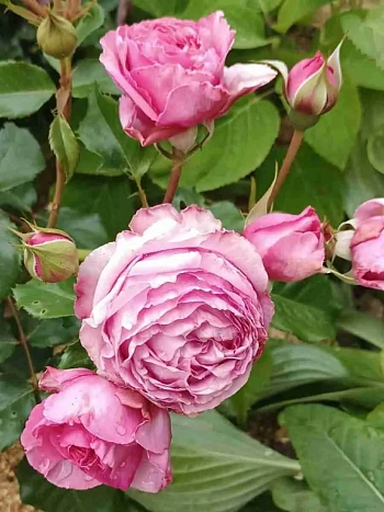 Роза Английская кустовая Brother Cadfael