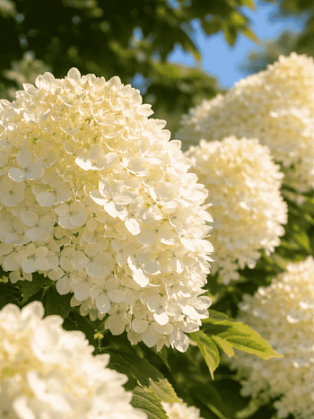 Гортензия метельчатая Selection