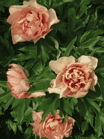 Пион ИТО Callies Memory