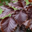 Бук лесной Atropunicea