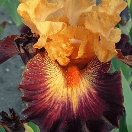 Ирис германский Howard Weed