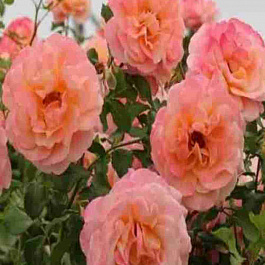 Роза Плетистая  Peach Melba