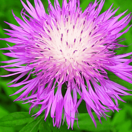 Василек подбеленный Bright Rose