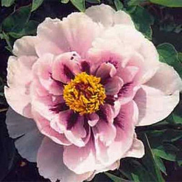 Пион древовидный Сапфир