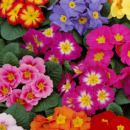 Примула пушистая Mix