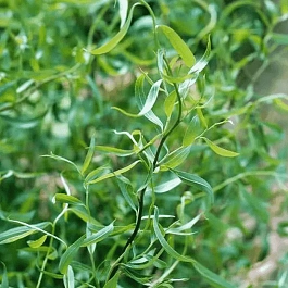 Ива белая Dart's Snake