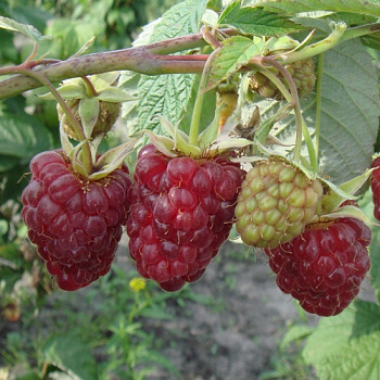 Малина традиционная Гордость России