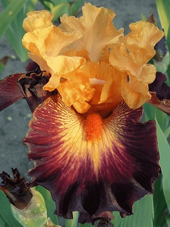 Ирис германский Howard Weed