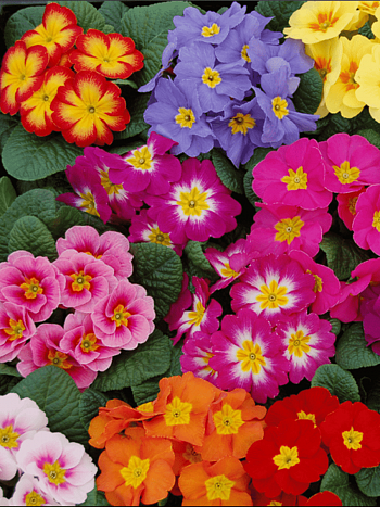 Примула пушистая Mix