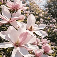 Магнолия Pinkie