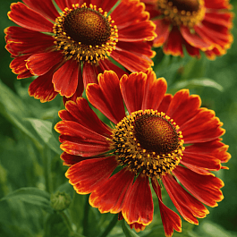 Гелениум осенний Potter`s Wheel