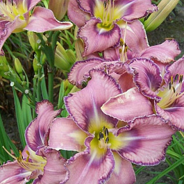 Лилейник гибридный Милдред Митчел НАБОР 2ШТ (1+1)