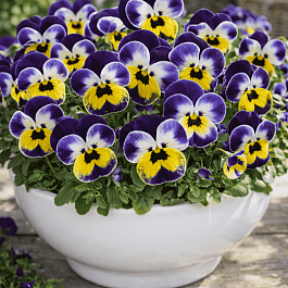 Виола рогатая Admire Jolly Face