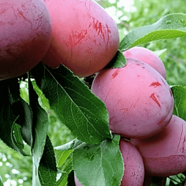 Алыча Принцесса