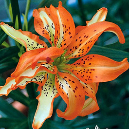 Лилия азиатская махровая Маст Си