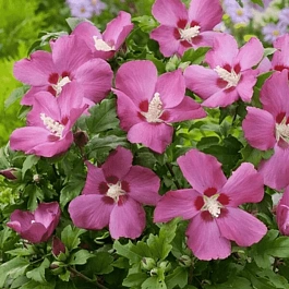 Гибискус сирийский Woodbridge