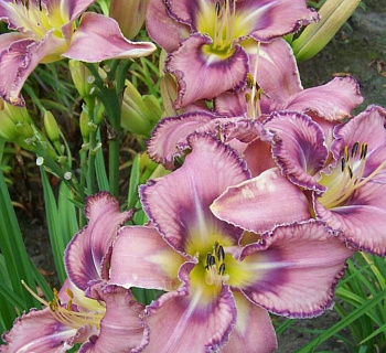 Лилейник гибридный Милдред Митчел НАБОР 2ШТ (1+1)