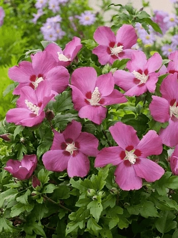 Гибискус сирийский Woodbridge