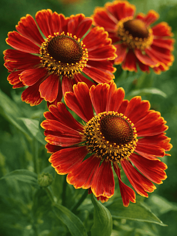 Гелениум осенний Potter`s Wheel