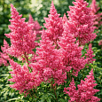 Астильба японская Montgomery