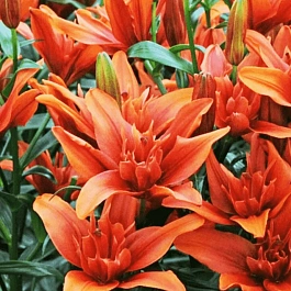 Лилия Crazy Twin