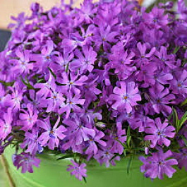 Флокс шиловидный Бедазлед Пинк