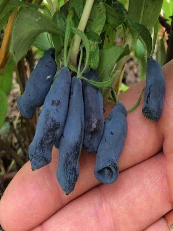 Жимолость Мамонтенок