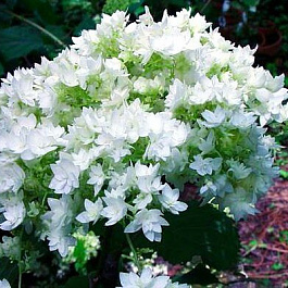 Гортензия древовидная Дабл Анабель (Хайес Старберст)