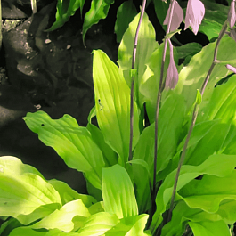 Хоста Lipstick Blond