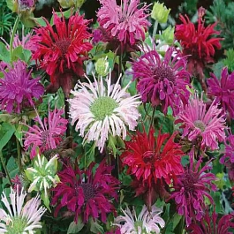 Монарда гибридная смесь окрасов