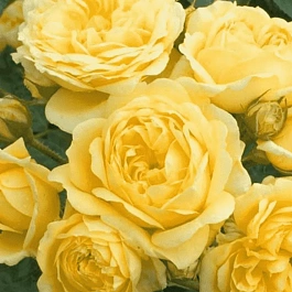 Роза Кустовая Yellow Meilove