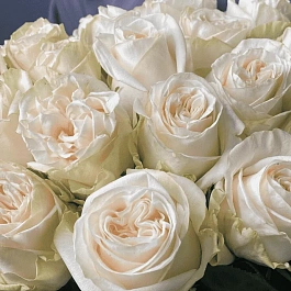 Роза чайно-гибридная Garden spirit