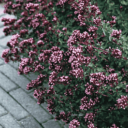 Душица гладкая Herrenhausen