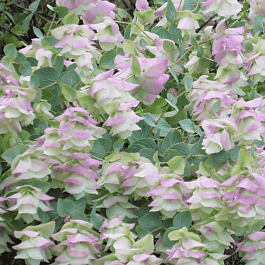 Душица круглолистная