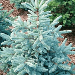 Ель колючая