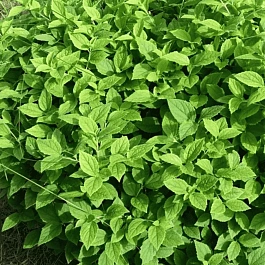 Чубушник Гном