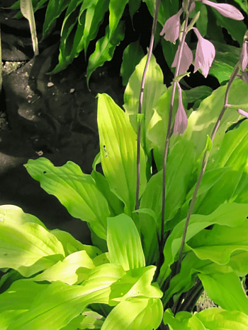 Хоста Lipstick Blond